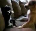 Câinele şi pisica, adversari într-un veritabil meci de box (VIDEO)